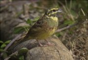 Mascle de Gratapalles (Emberiza cirlus)