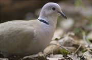 Tórtora turca (Streptopelia decaocto)