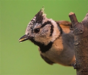 Mallerenga emplomallada (Parus cristatus)