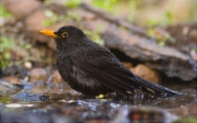 Mascle de Merla (Turdus merula)