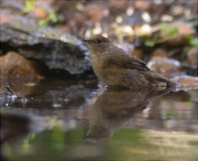 Femella de Tallarol de casquet (Sylvia atricapilla)