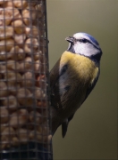 Mallerenga blava (Parus caeruleus)