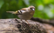 Femella de Pinsà comú (Fringilla coelebs)