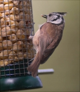 Mallerenga emplomallada (Parus cristatus)