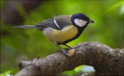 Mallerenga carbonera (Parus major) 1/2