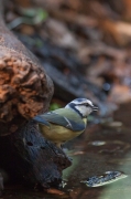 Mallerenga blava (Parus caeruleus)