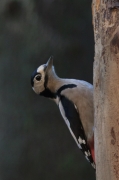 Picot garser gros (Dendrocopos major)