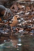 Durbec (Coccothraustes coccothraustes)