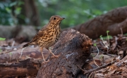 Griva (Turdus viscivorus)