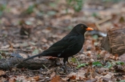 Merla (Turdus merula).Mascle