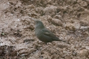 Merla (Turdus merula).Femella