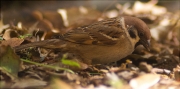 Pardal xarrec (Passer montanus)