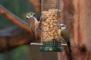 Mallerenga blava (Parus caeruleus) Mallerenga emplomallada (Parus cristatus)