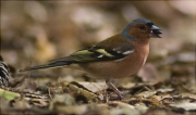 Mascle de Pinsà comú (Fringilla coelebs)