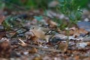 Pinsà comú (Fringilla coelebs).Femella