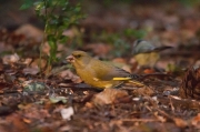 Verdum (Carduelis chloris)