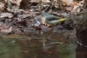 Cuereta torrentera (Motacilla cinerea)