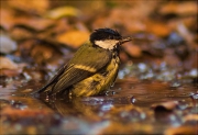 Bany de Mallerenga carbonera (Parus major)