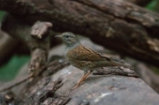 Pardal de bardissa (Prunella modularis)