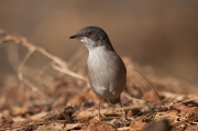 Tallarol capnegre (Sylvia melanocephala).Femella