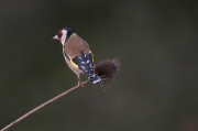 Cadernera (Carduelis carduelis)