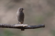 Femella de Cotxa fumada (Phoenicurus ochruros