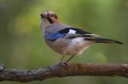 Gaig (Garrulus grandarius)