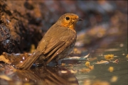 Pit roig (Erithacus rubecola)