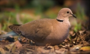 Tórtora turca (Streptopelia decaocto)