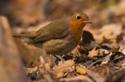 Pit roig (Erithacus rubecola)