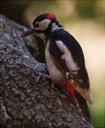 Mascle de Picot garser gros (Dendrocopos major)