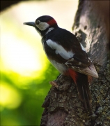 Mascle de Picot garser gros (Dendrocopos major)