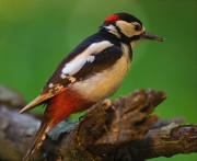 Mascle de Picot garser gros (Dendrocopos major)