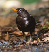 Mascle de Merla (Turdus merula)