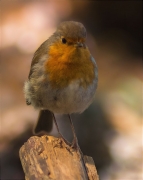 Jove de Pit roig (Erithacus rubecola)