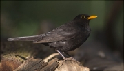 Mascle de Merla (Turdus merula)