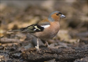 Mascle de Pinsà comú (Fringilla coelebs)