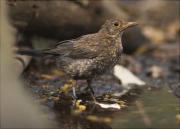 Femella de Merla (Turdus merula)