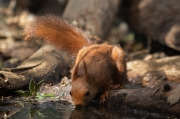 Esquirol (Sciurus vulgaris)