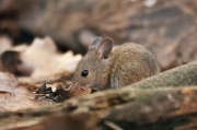Ratolí de bosc (Apodemus sylvaticus)