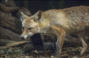 Guineu (Vulpes vulpes)