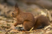 Esquirol (Sciurus vulgaris)