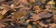 Ratolí de bosc (Apodemus sylvaticus)