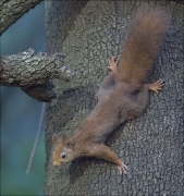 Esquirol (Sciurus vulgaris)