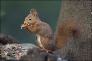 Esquirol (Sciurus vulgaris)