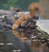 Esquirol (Sciurus vulgaris)