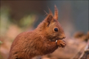 Esquirol (Sciurus vulgaris)