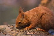 Esquirol (Sciurus vulgaris)