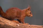 Esquirol (Sciurus vulgaris)