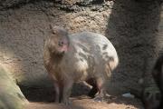 Capibara ( Hydrochaeris hydrochaeris )